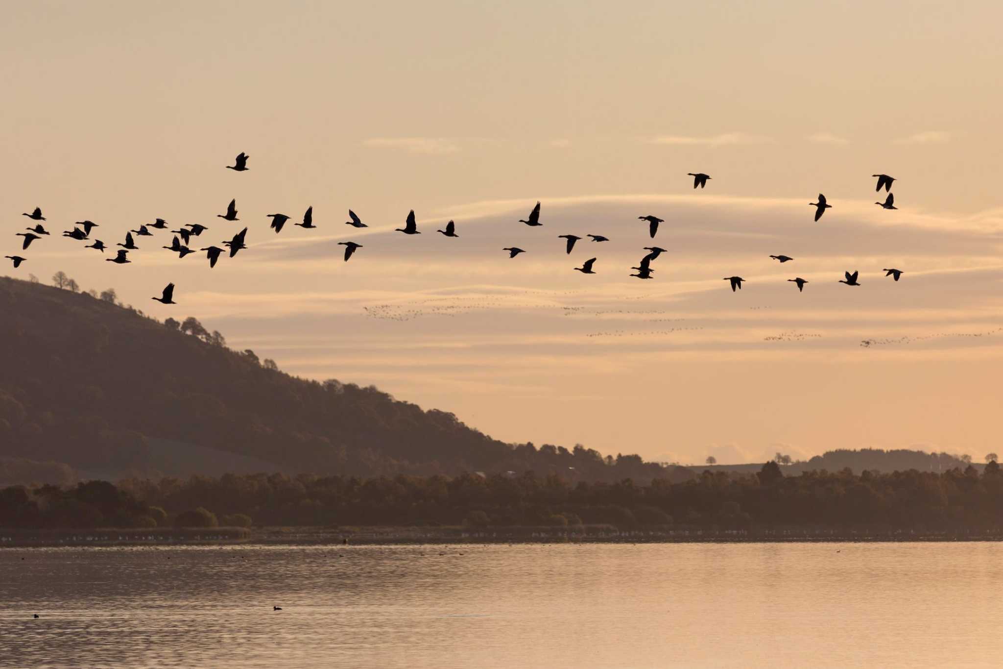 A flock of geese fly over a peaceful loch at sunset