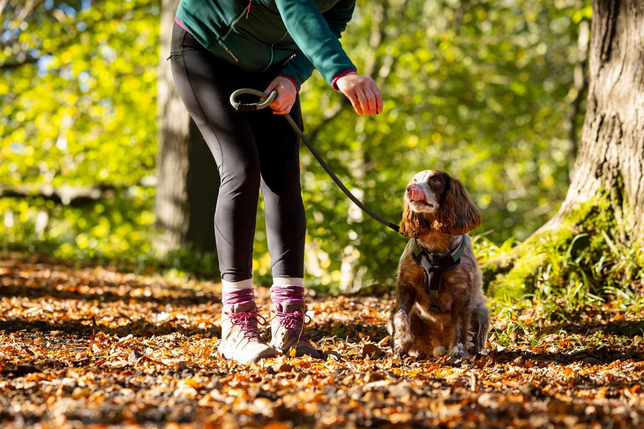 A dog with its mistress on a woodland path.