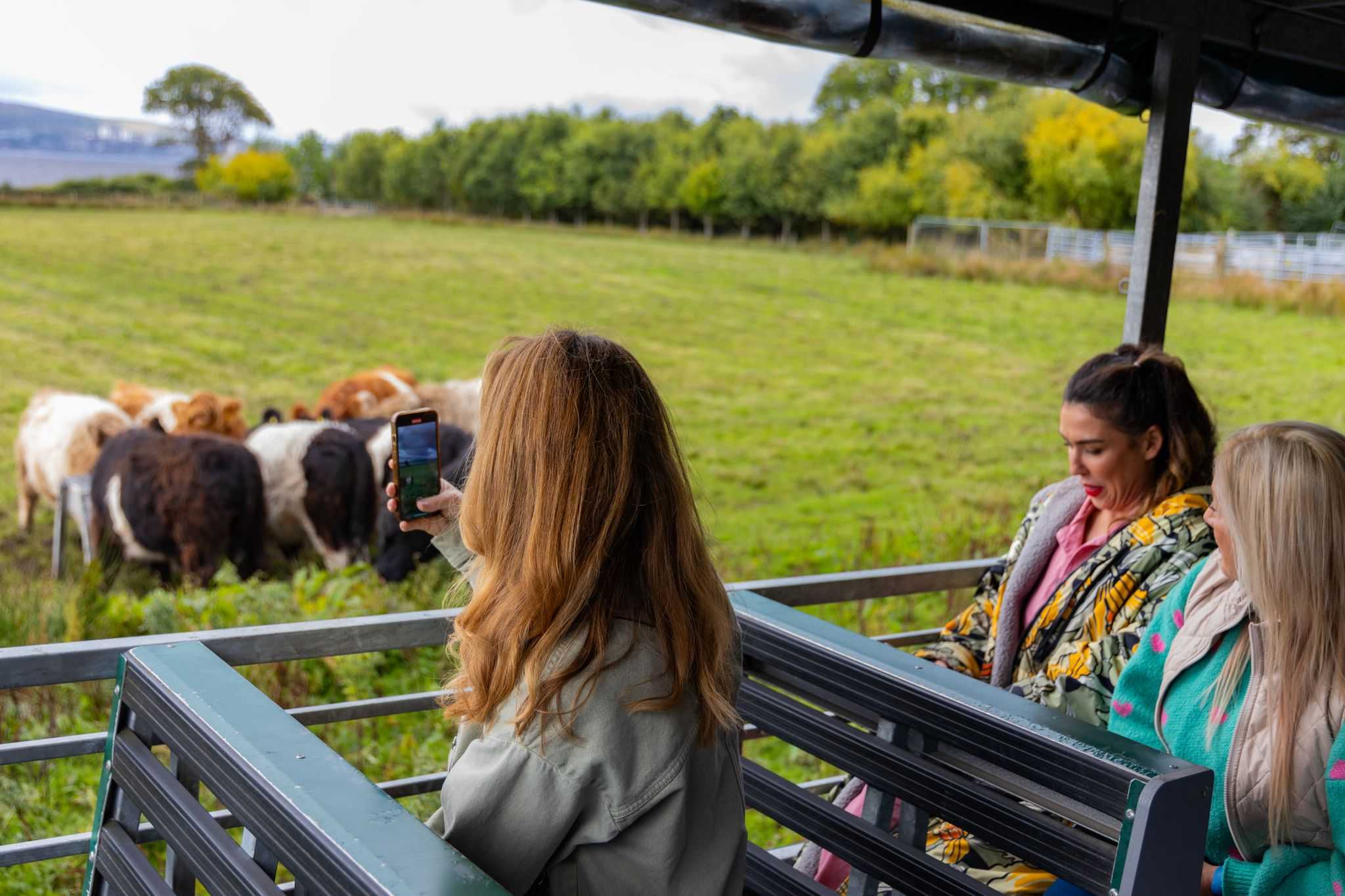 Customers in a trailer take pictures of cows