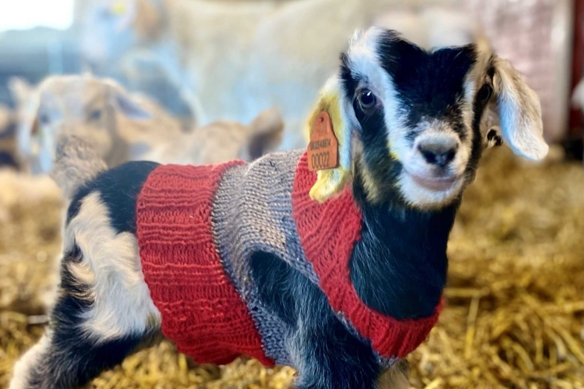 A baby goat in a knitted jumper at Lunan Bay Farm.