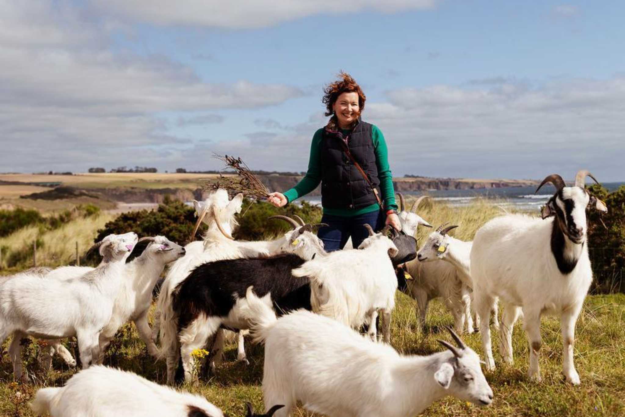 Jillian McEwan tending to her herd of Scottish Cashmere goats at Lunan Bay Farm