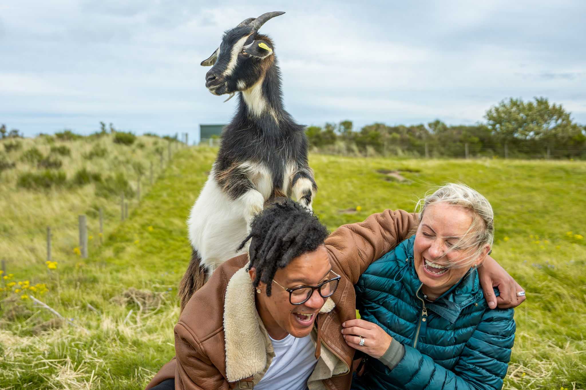 A goat jumps up behind a laughing couple who are sitting in a field.