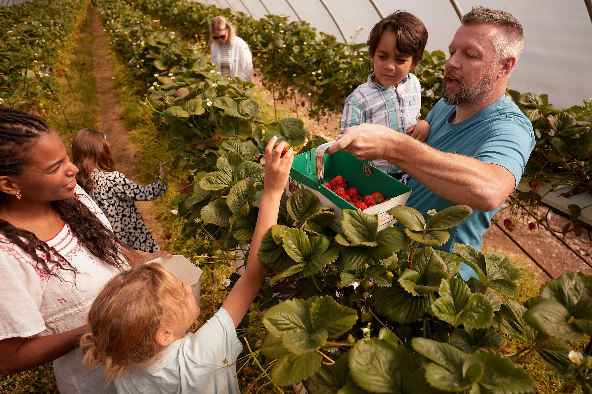 A family try their hand at picking strawberries