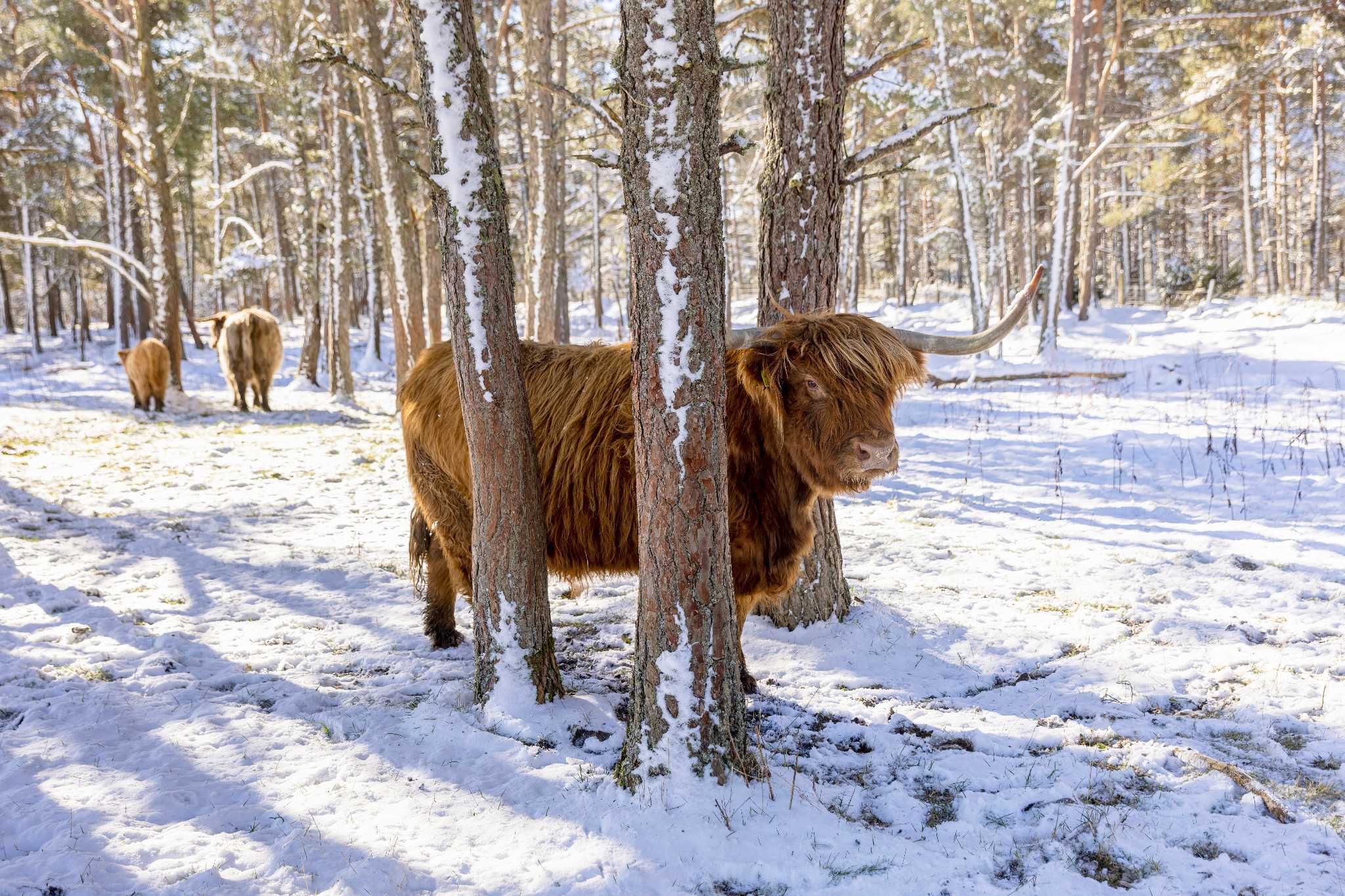 A Highland Cow stand amongst trees on a snow covered ground.